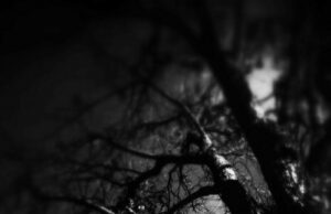 Poetry Submission: Sara Webb