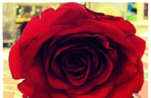 Horoscopes: V-Day Edition