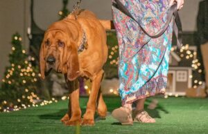 Protecting Animals of the 318 and Beyond: Robinson’s Rescue’s Alliance to Animals’ Health and Prosperity