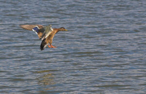 Shreveport to Get Duck Art Museum on the Riverfront