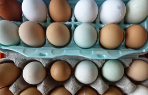 Fall Sheveport Farmers Market Opens This Saturday through November 21