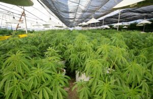 Shreveport Decriminalizes Limited Marijuana Sales